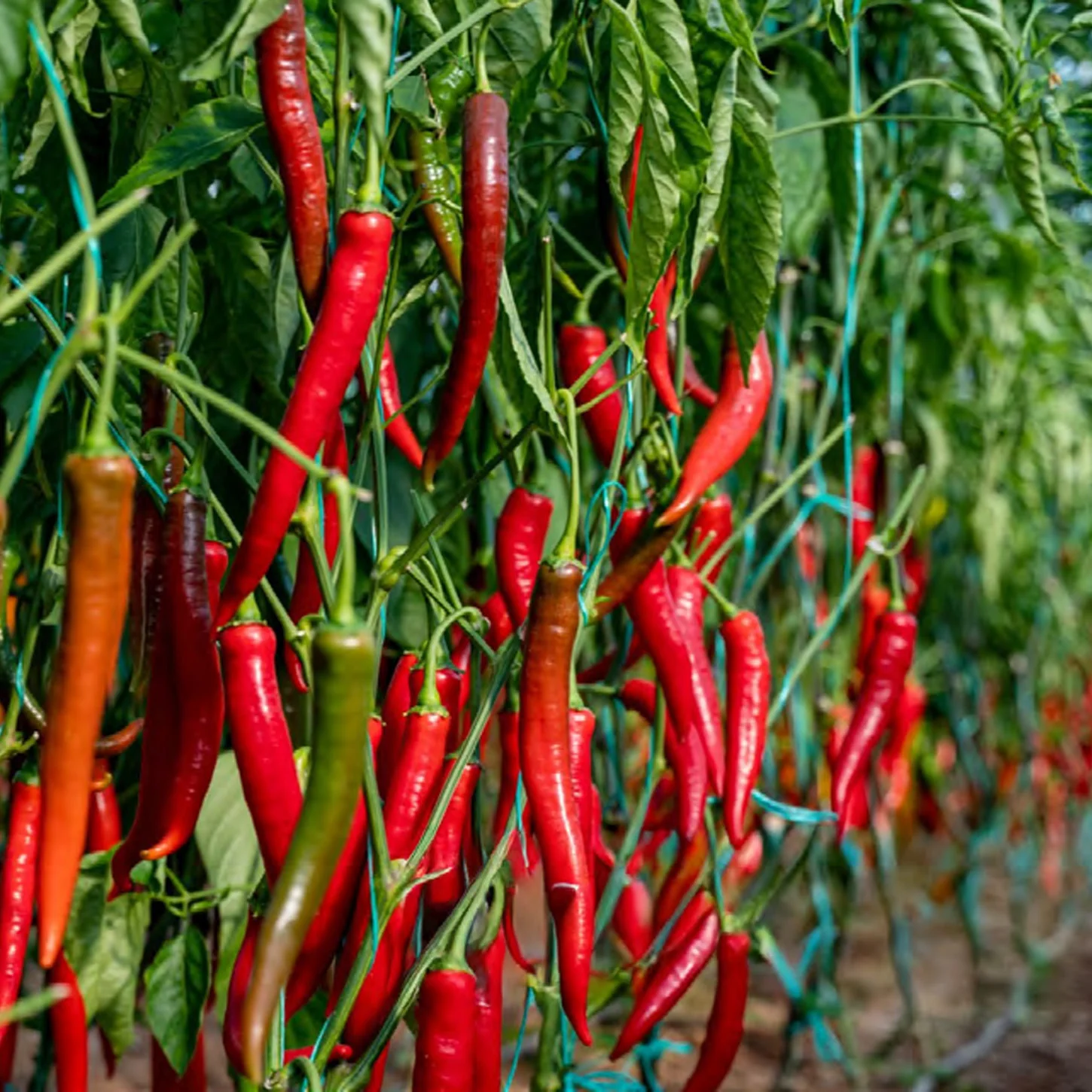 Red Chilli Whole